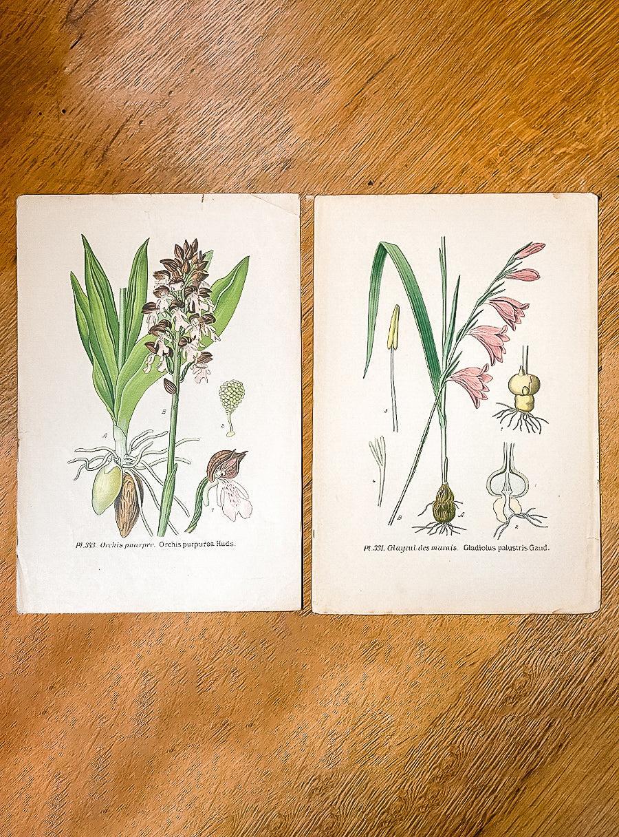 Antique Prints - Gladew & Orchid