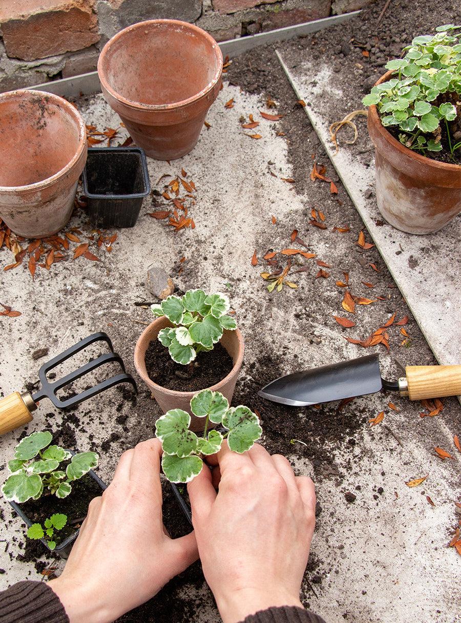 Transplantoir japonais forgé
