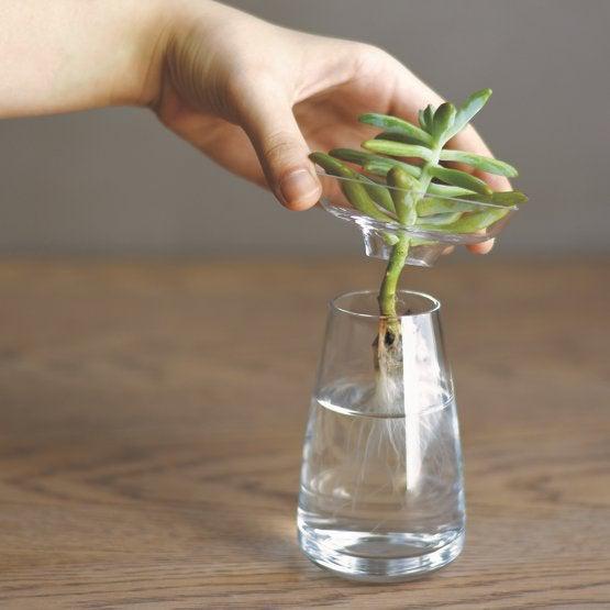 Vase Aqua Culture - transparent