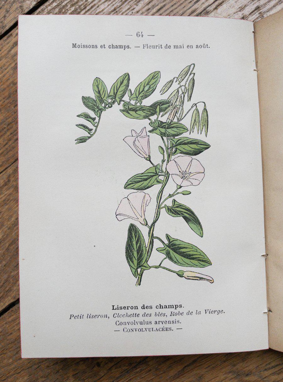 Livre ancien Atlas de poche des plantes série I