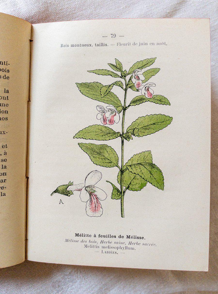 Livre ancien Atlas de poche des plantes série III