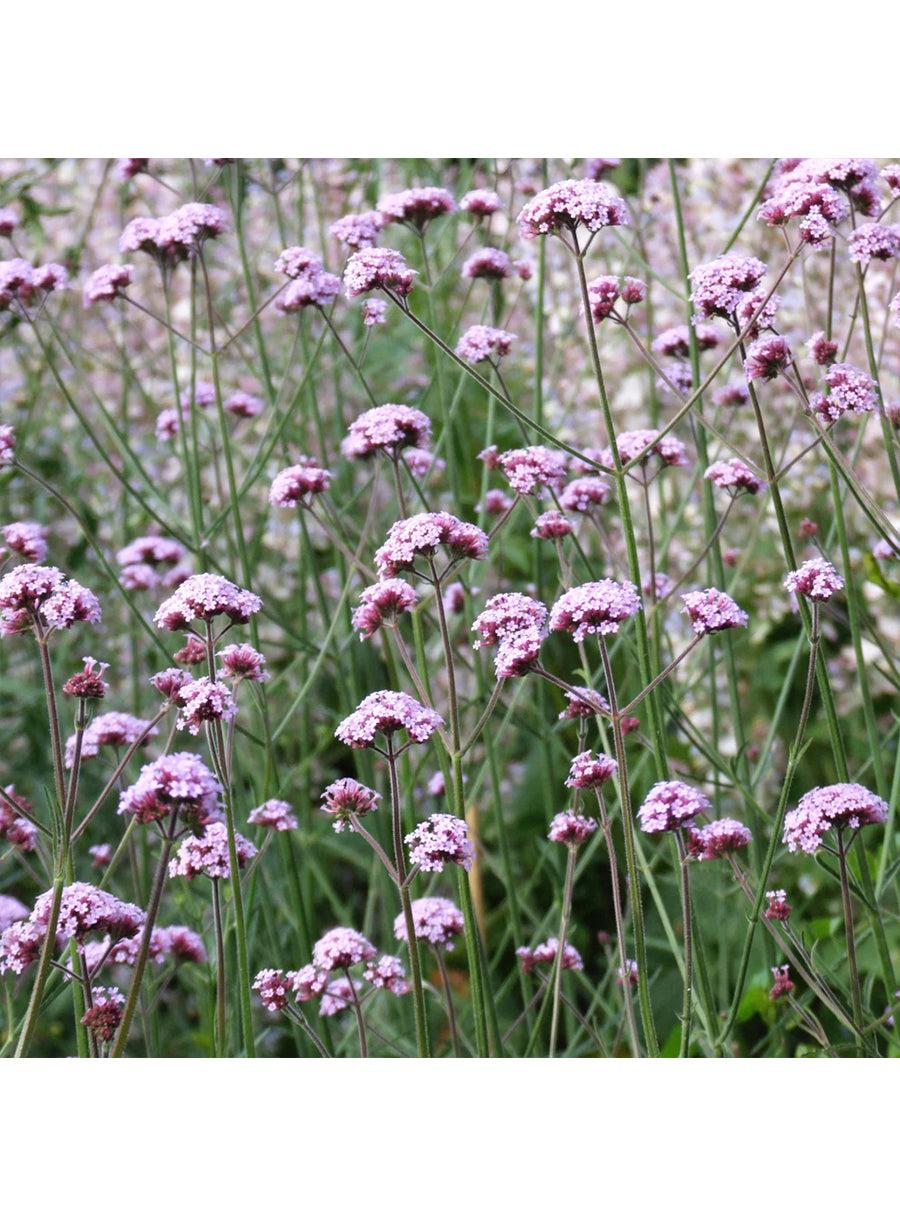 Seed Collection - Butterflies Flowers
