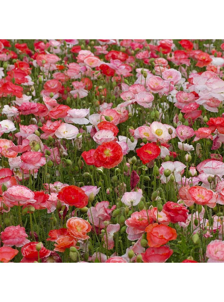 Trio de graines - Prairie de Fleurs