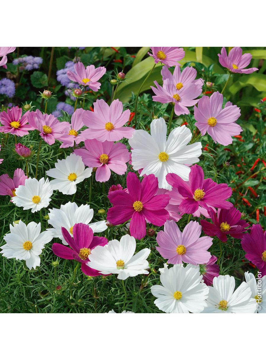 Trio de graines - Prairie de Fleurs