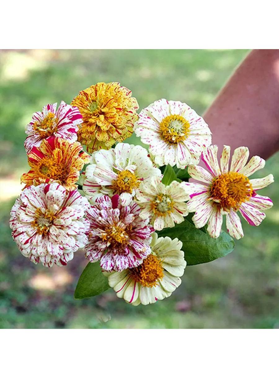 Trio de graines - Prairie de Fleurs