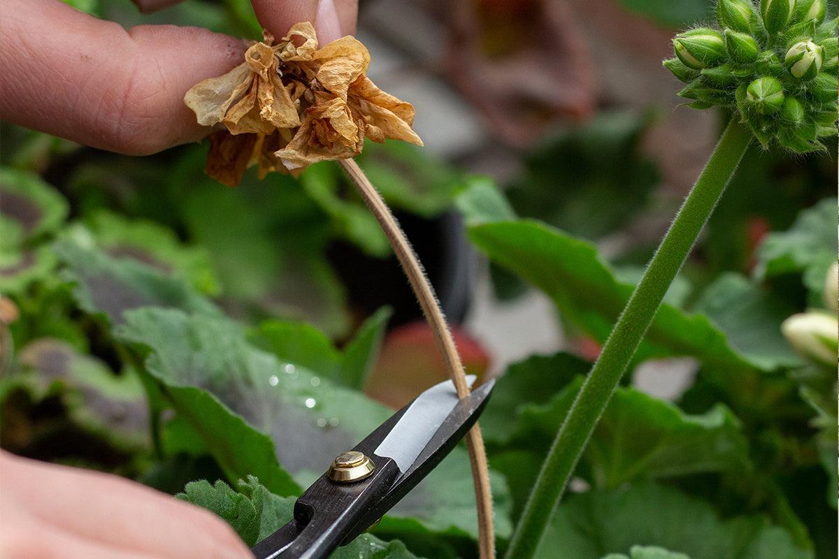 Quel outil utiliser pour couper les fleurs au jardin : sécateur japonais ou ciseaux?