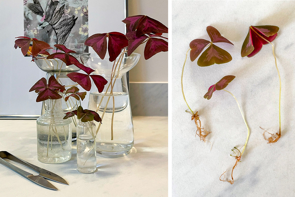 Mettez votre Oxalis au repos et profitez en pour la bouturer