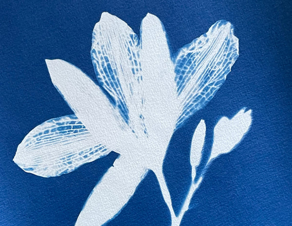 Créez vos propres cyanotypes botaniques
