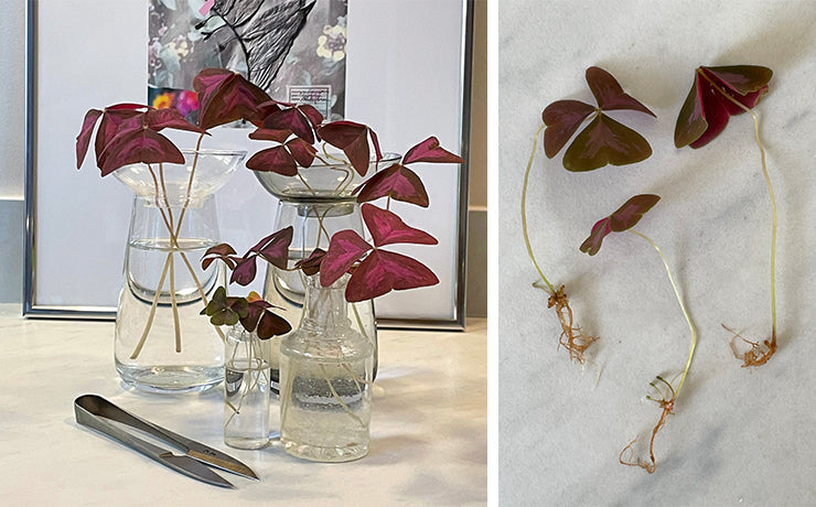 Mettez votre Oxalis au repos et profitez en pour la bouturer