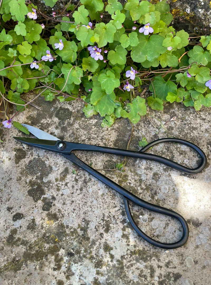 Sentei Bonsai Scissors