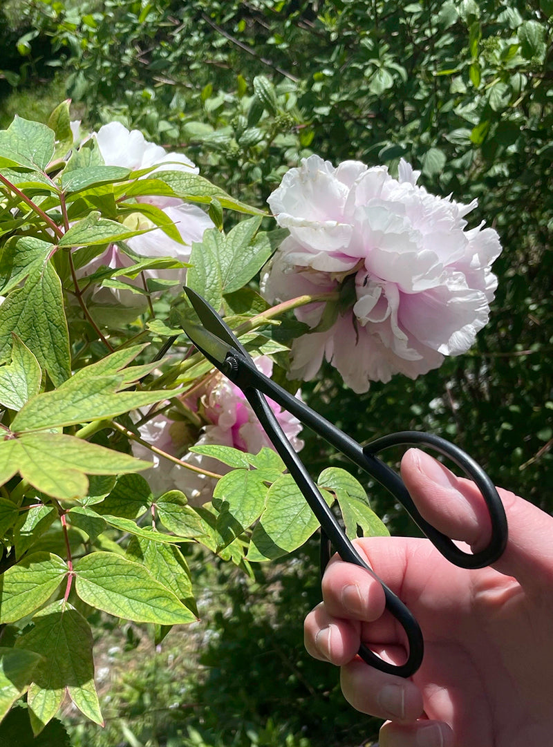 Sentei Bonsai Scissors