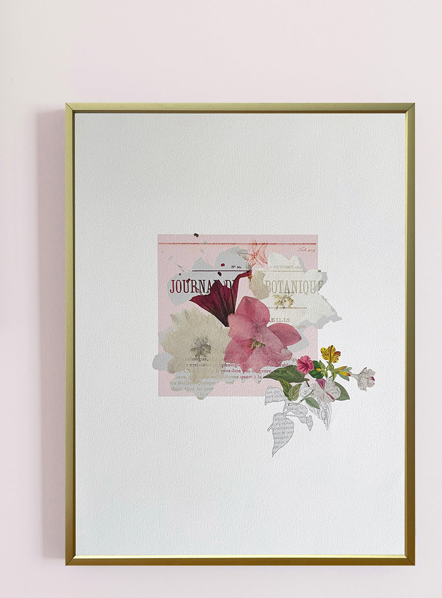 Four O'clock Plant - Fine Art Print