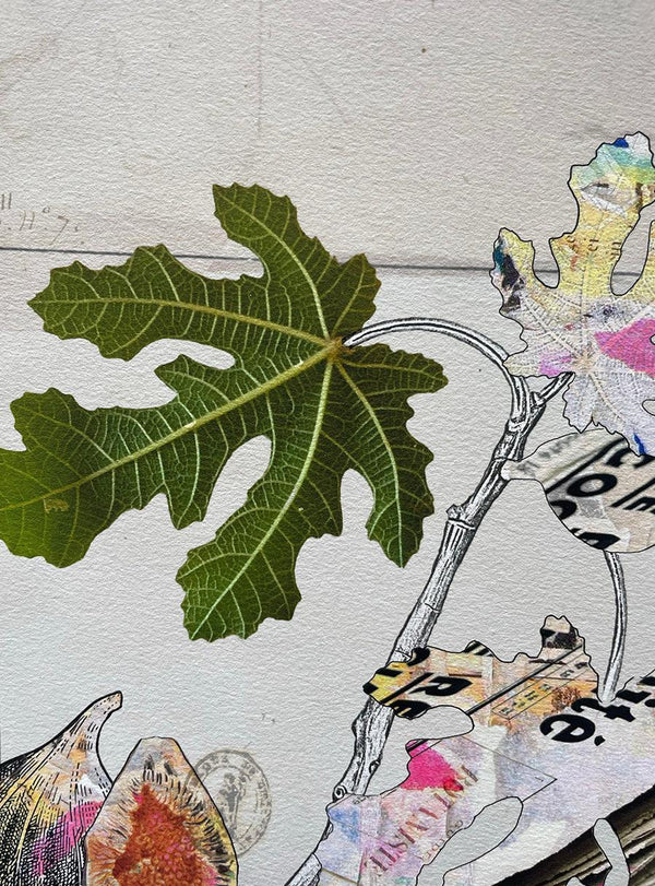 Figuier - Les Fleurs Pressées, moyen format