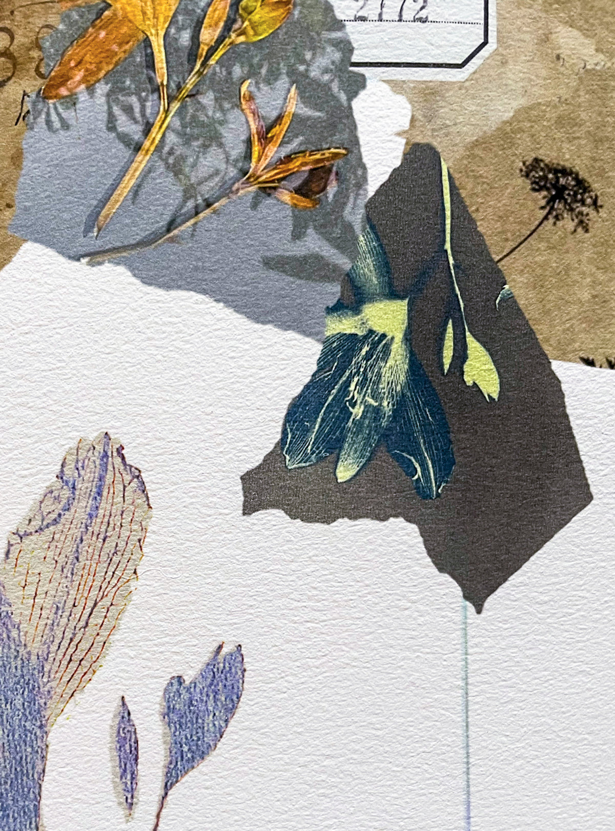 Daylily - Fine Art Print
