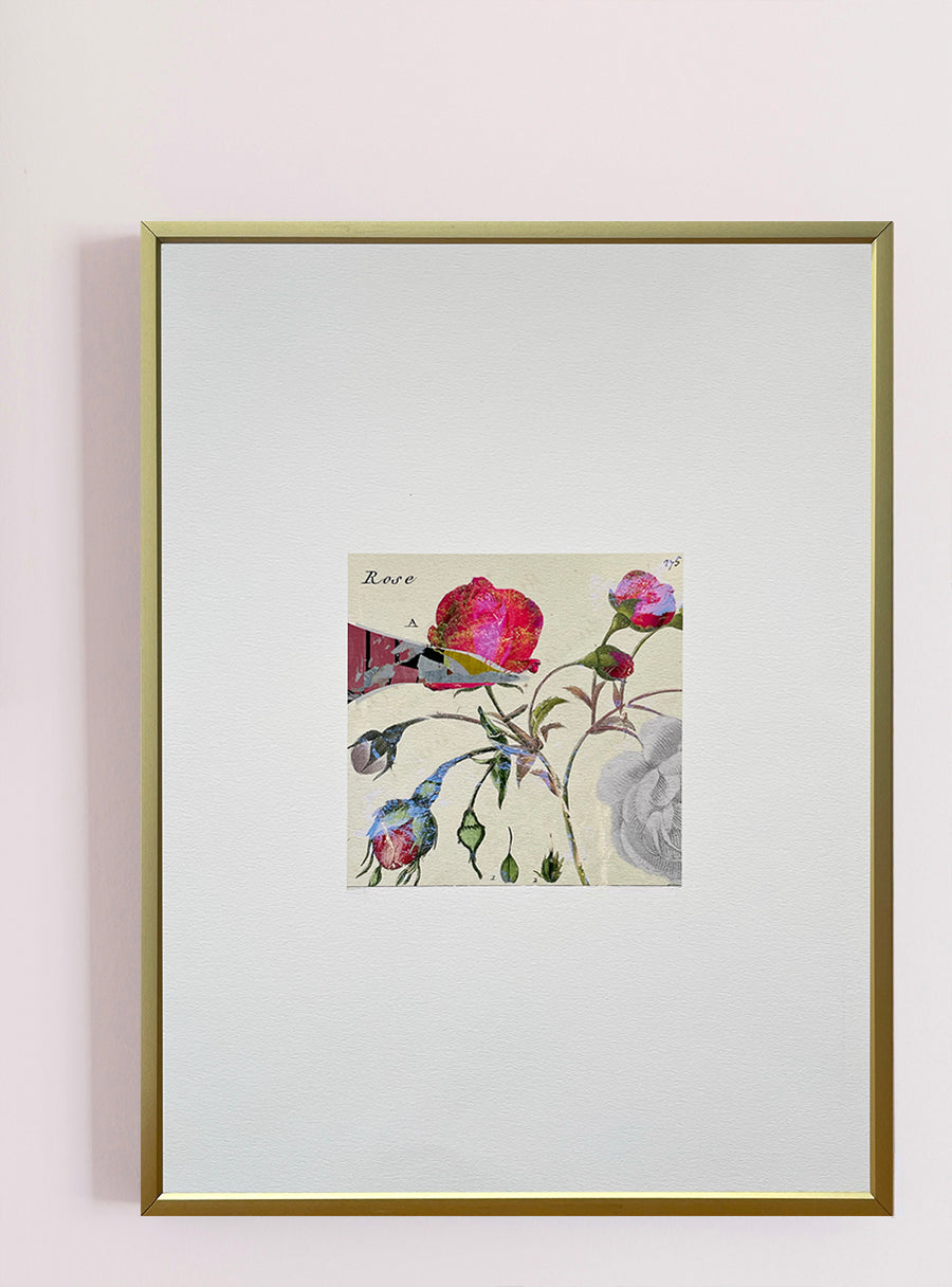 Rosebush - Fine Art Print