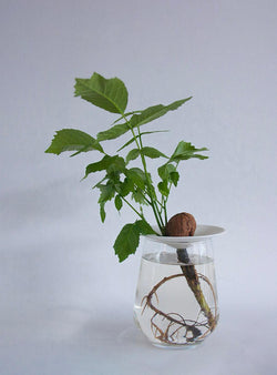 Coupelle de germination en porcelaine - petite ouverture
