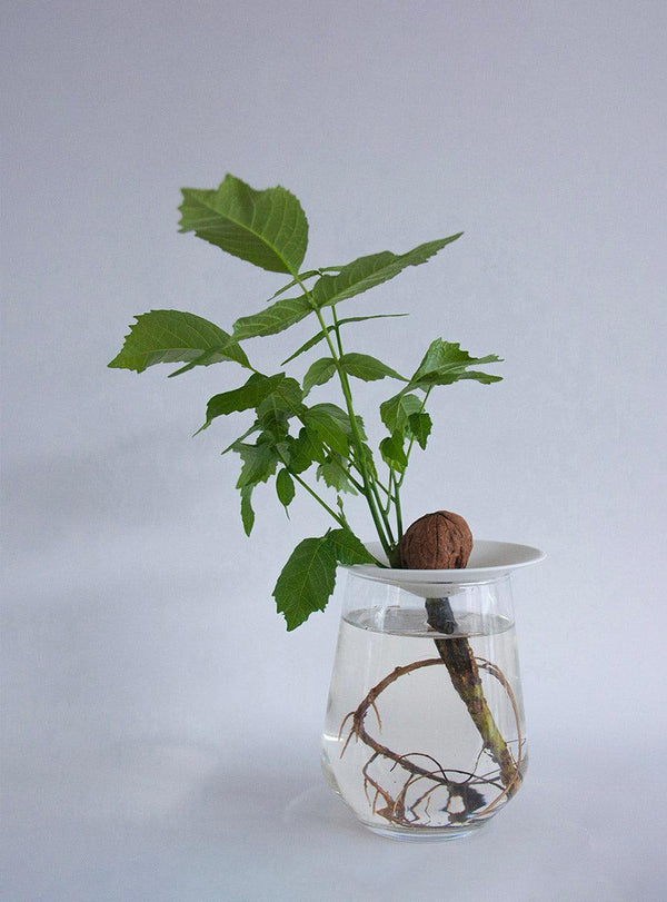 Coupelle de germination en porcelaine - petite ouverture
