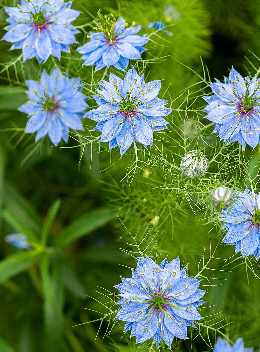 Graines de Nigelle