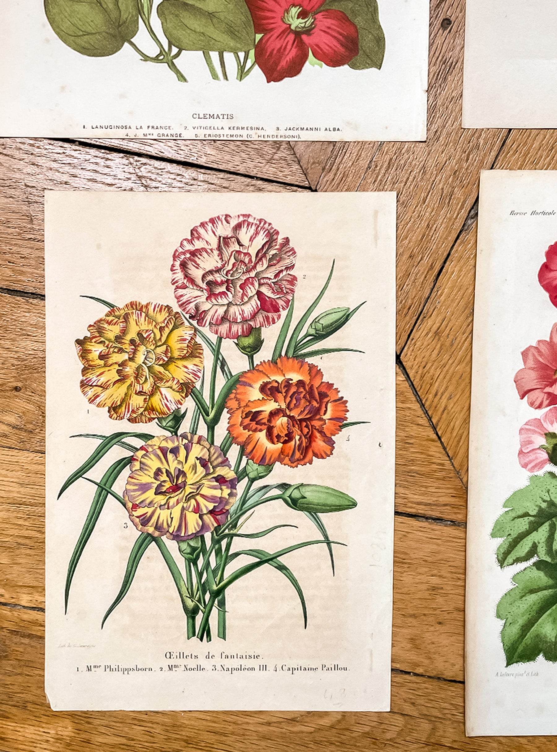 Antique Botanical Print - Fancy Carnations
