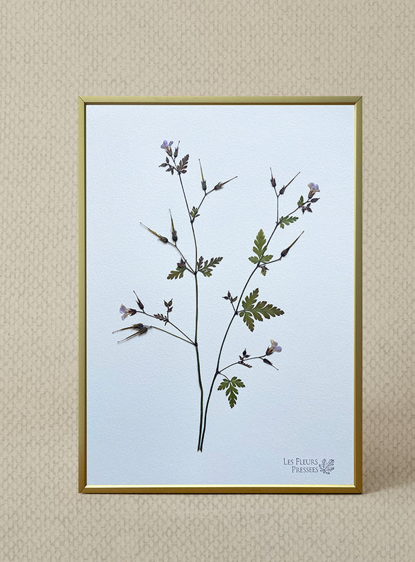 Herbier Les Fleurs Pressées - Petit format - Géranium sauvage