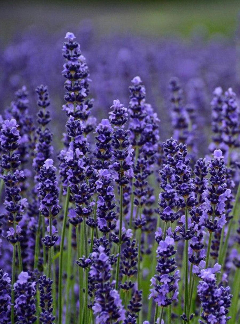 Seed Collection - Pollinators' Flowers