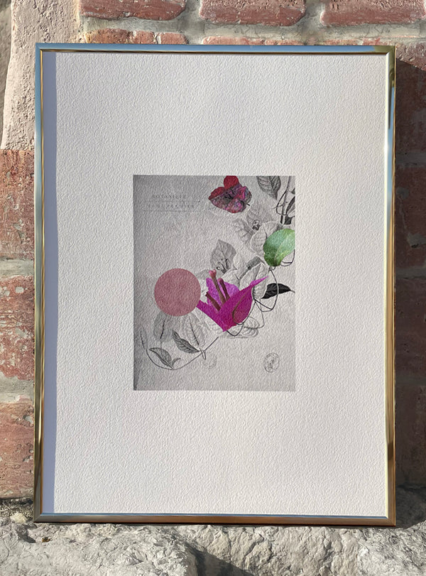 Bougainvillea