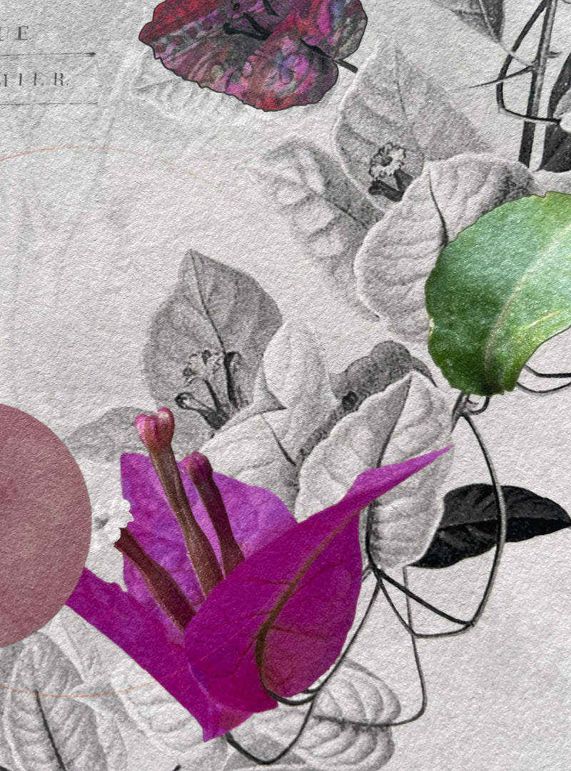 Bougainvilliers