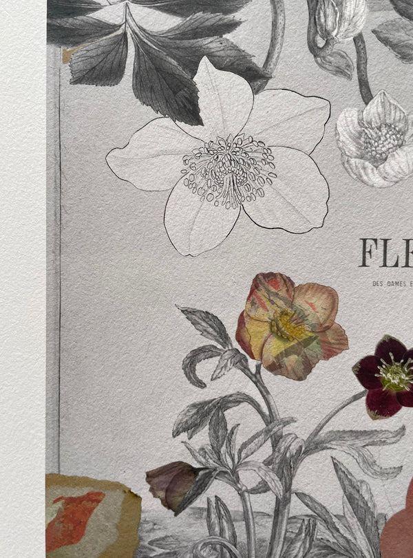 Hellebore
