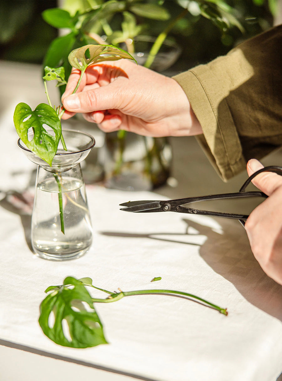 Sentei Bonsai Scissors