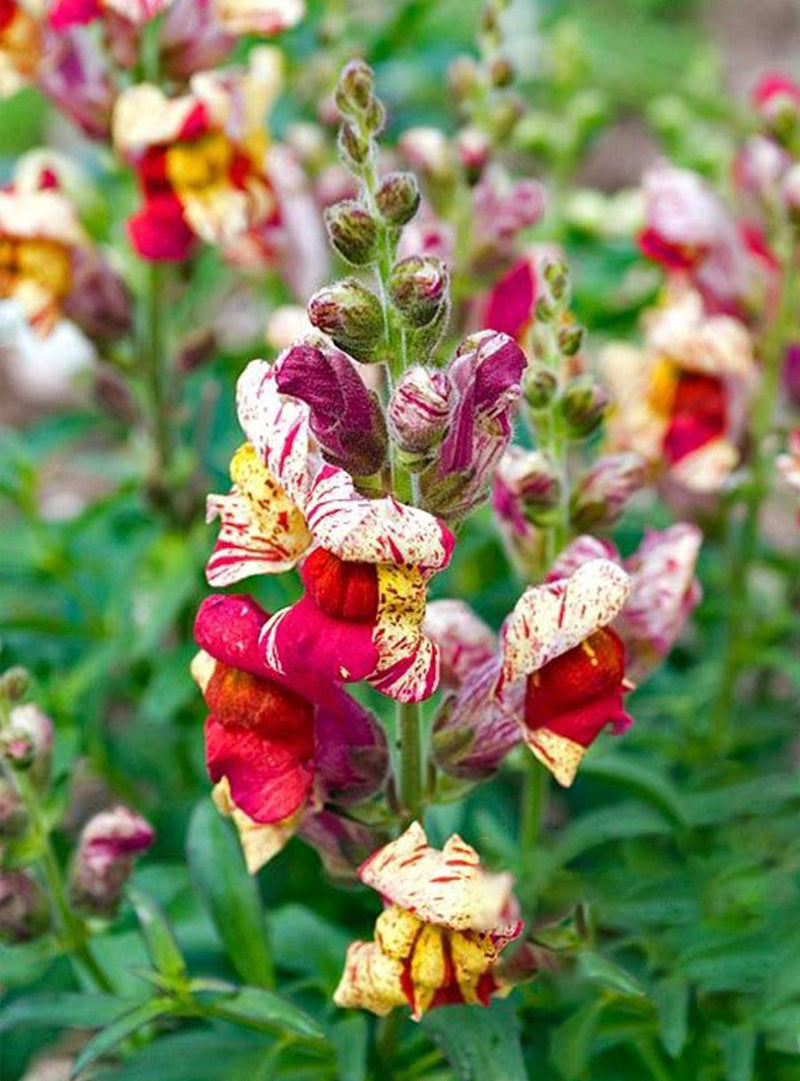 Seed Collection - Pollinators' Flowers