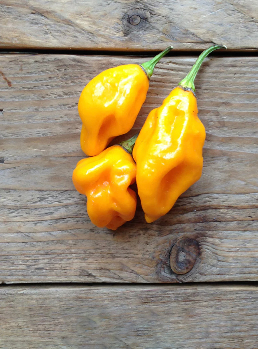 Duo de graines - Piments