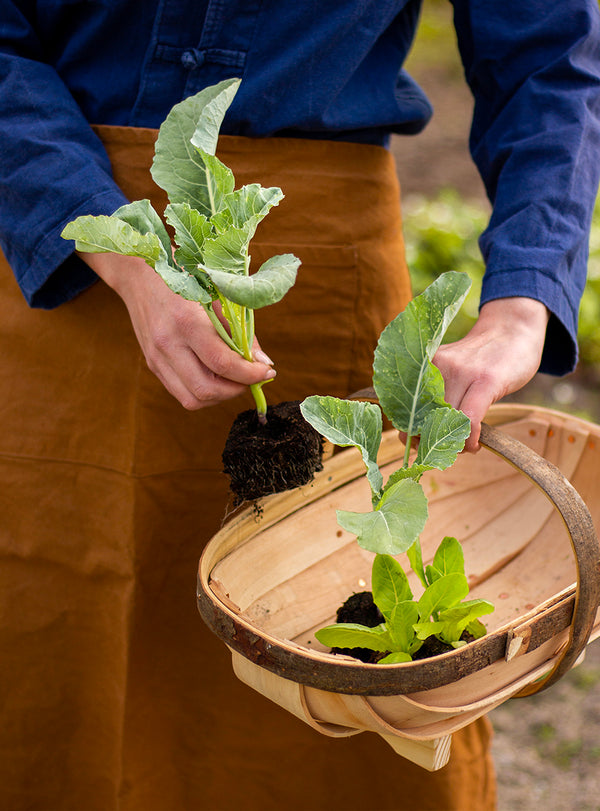 Panier de jardin ovale ‘Royal Sussex Trug’ N°5 - Longueur 42 cm