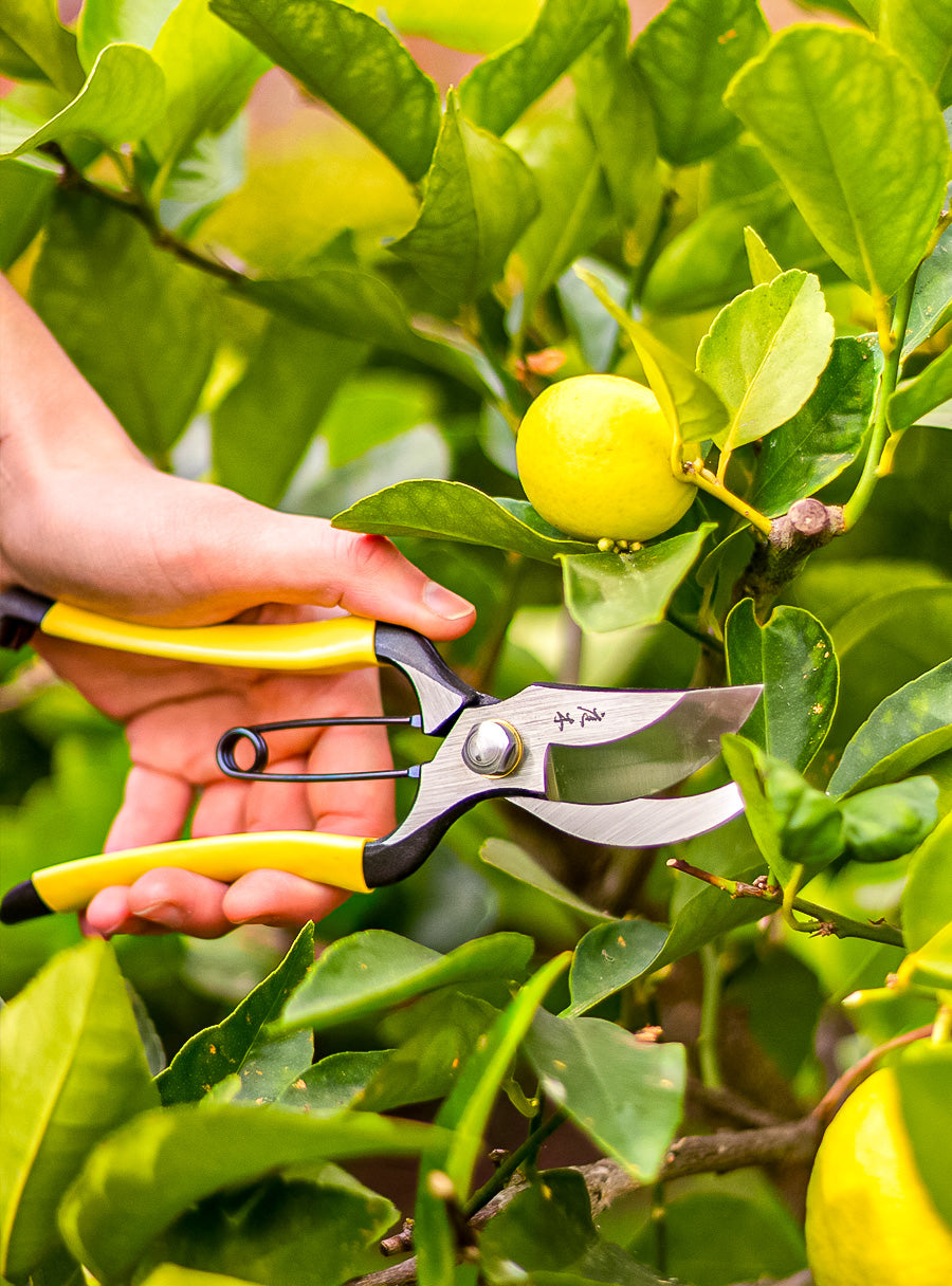 Sécateur japonais forgé Higurashi GR