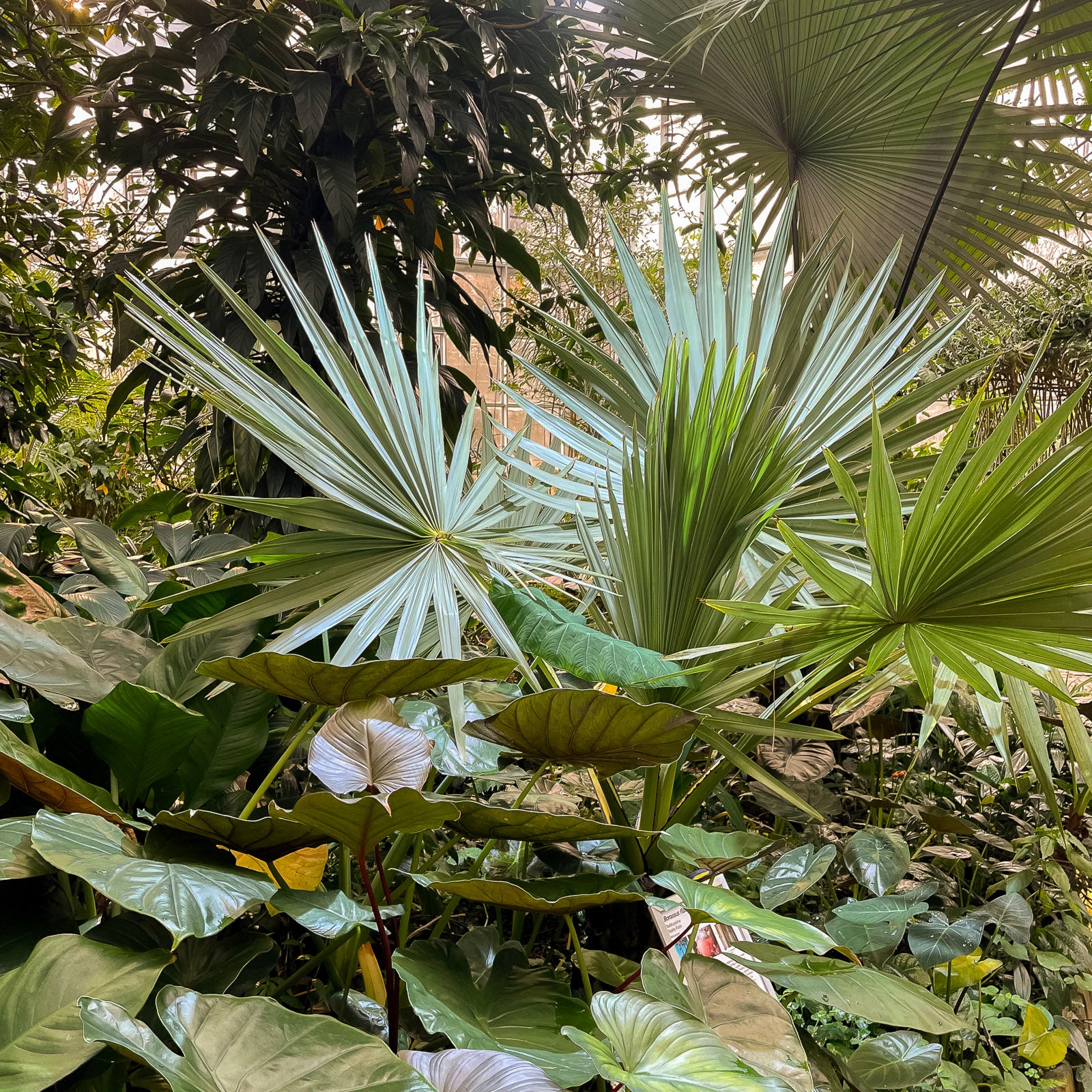 Intérieur du Tropicarium, Palmengarten de Francfort