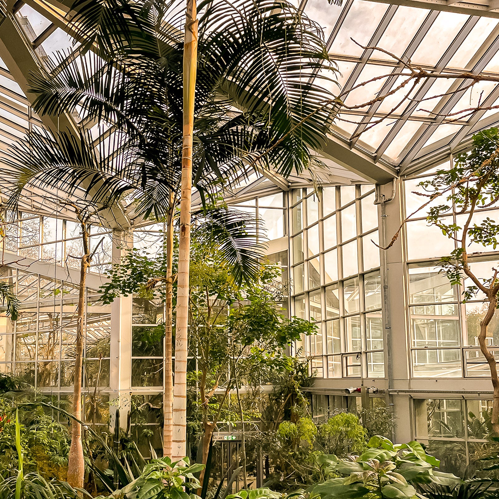 Intérieur du Tropicarium, Palmengarten de Francfort