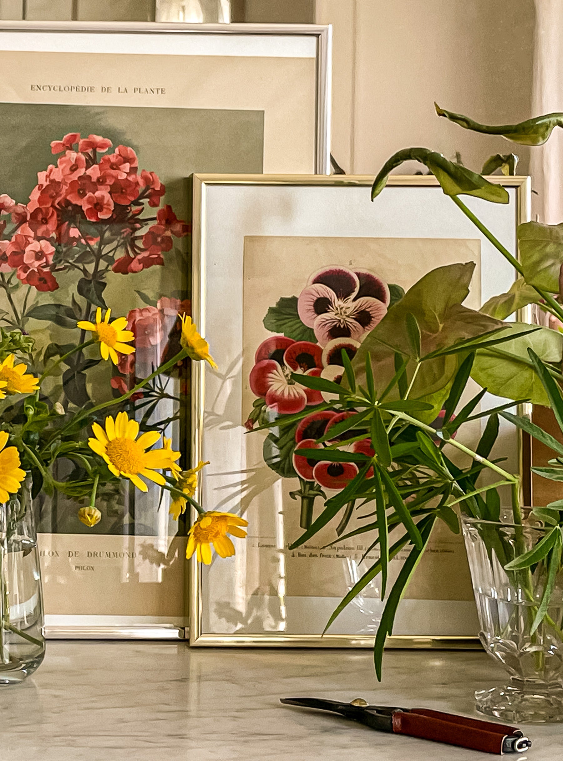 Old botanical engraving - Pelargonium