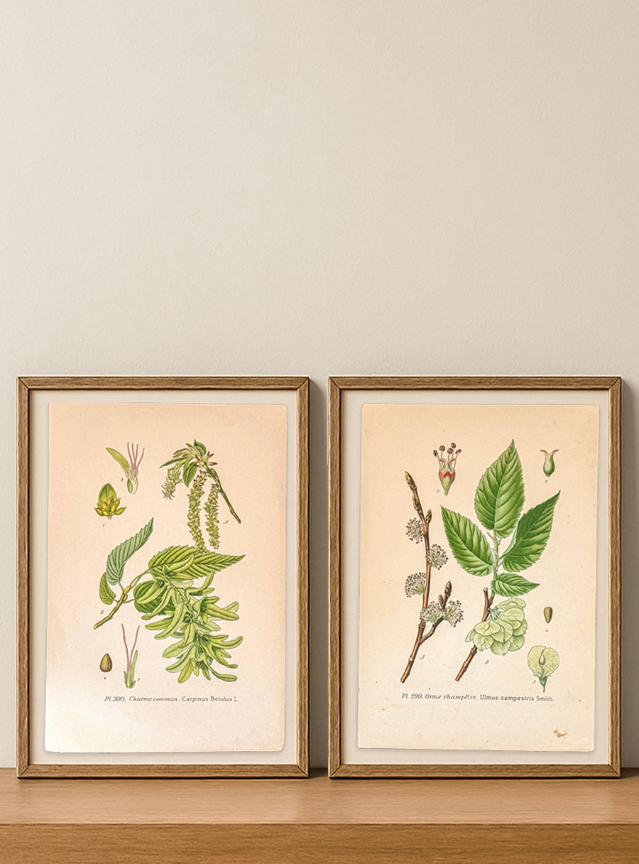 Gravures anciennes -  Charme & Orme