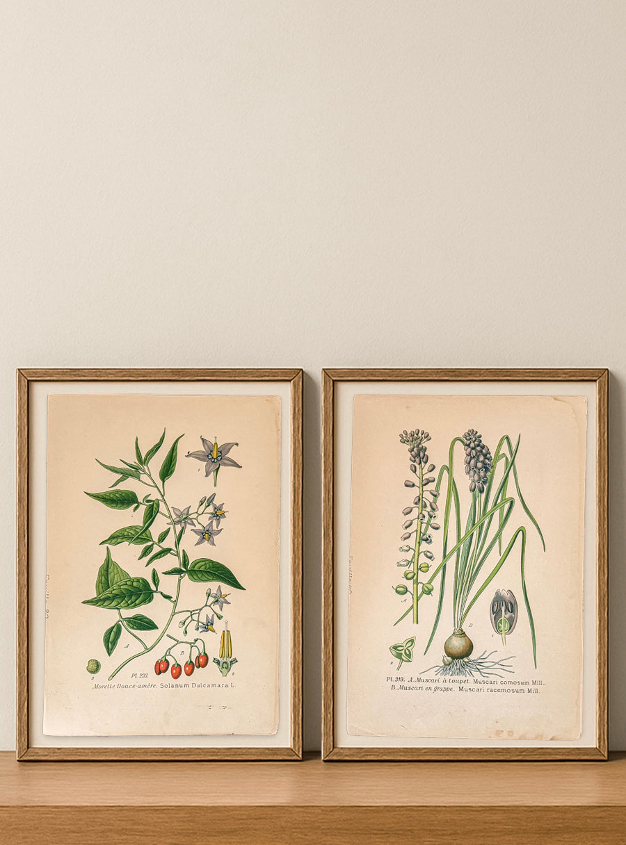 Gravures anciennes -  Muscari & Morelle