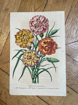 Antique Botanical Print - Fancy Carnations