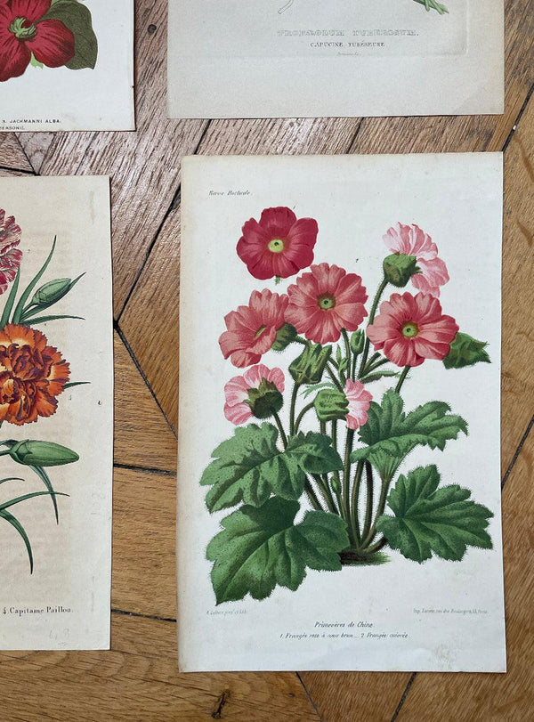 Antique Botanical Print - Primroses from China