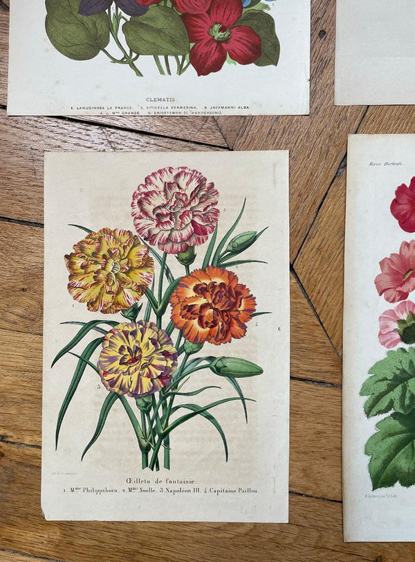 Antique Botanical Print - Fancy Carnations