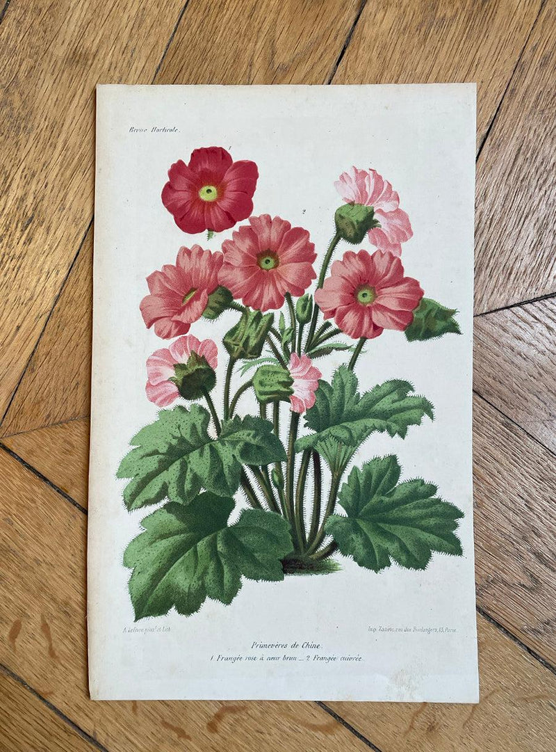 Antique Botanical Print - Primroses from China