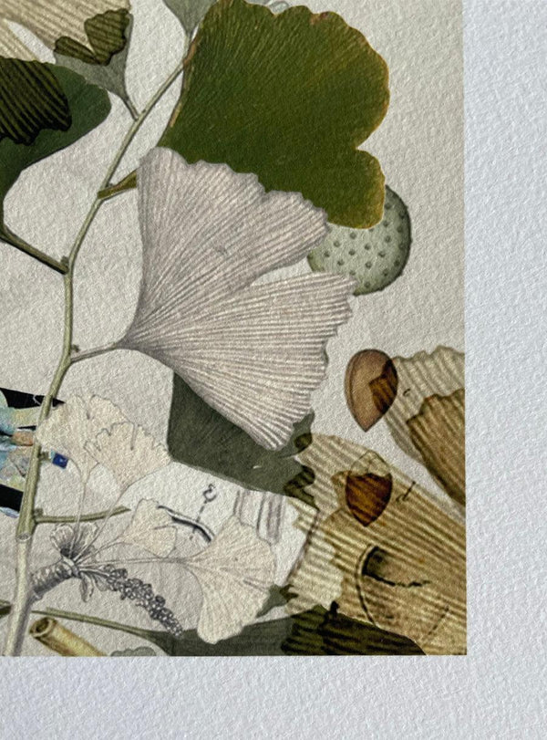 Ginkgo