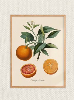 Orange de Malte