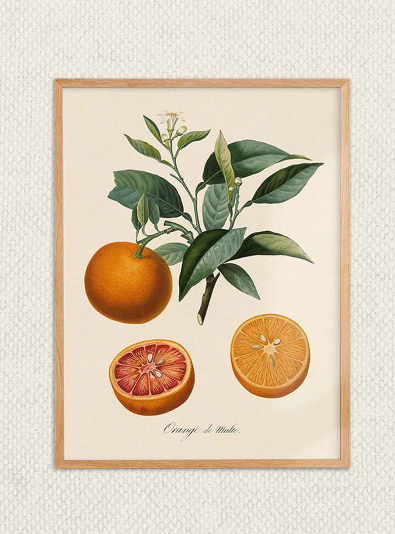 Orange de Malte