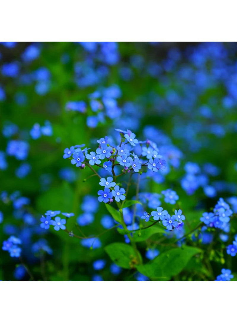 Seed Collection - Sweet Love Flowers