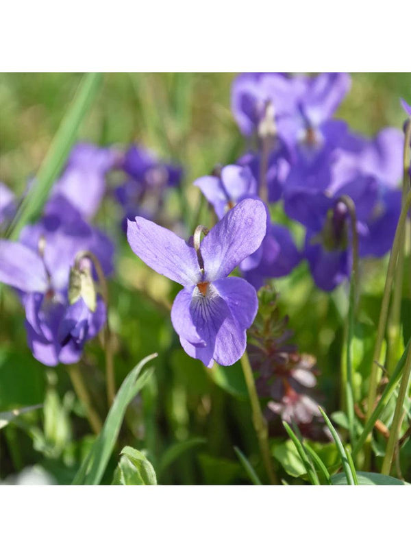 Seed Collection - Sweet Love Flowers