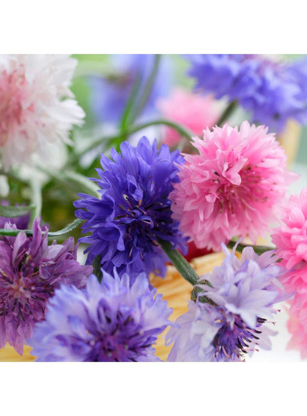 Seed Collection - Baking with Flowers