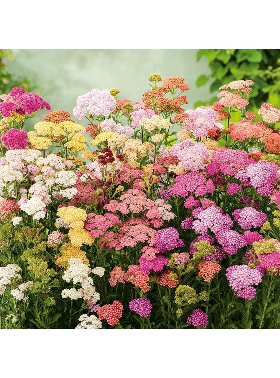 Seed Collection - Butterflies Flowers