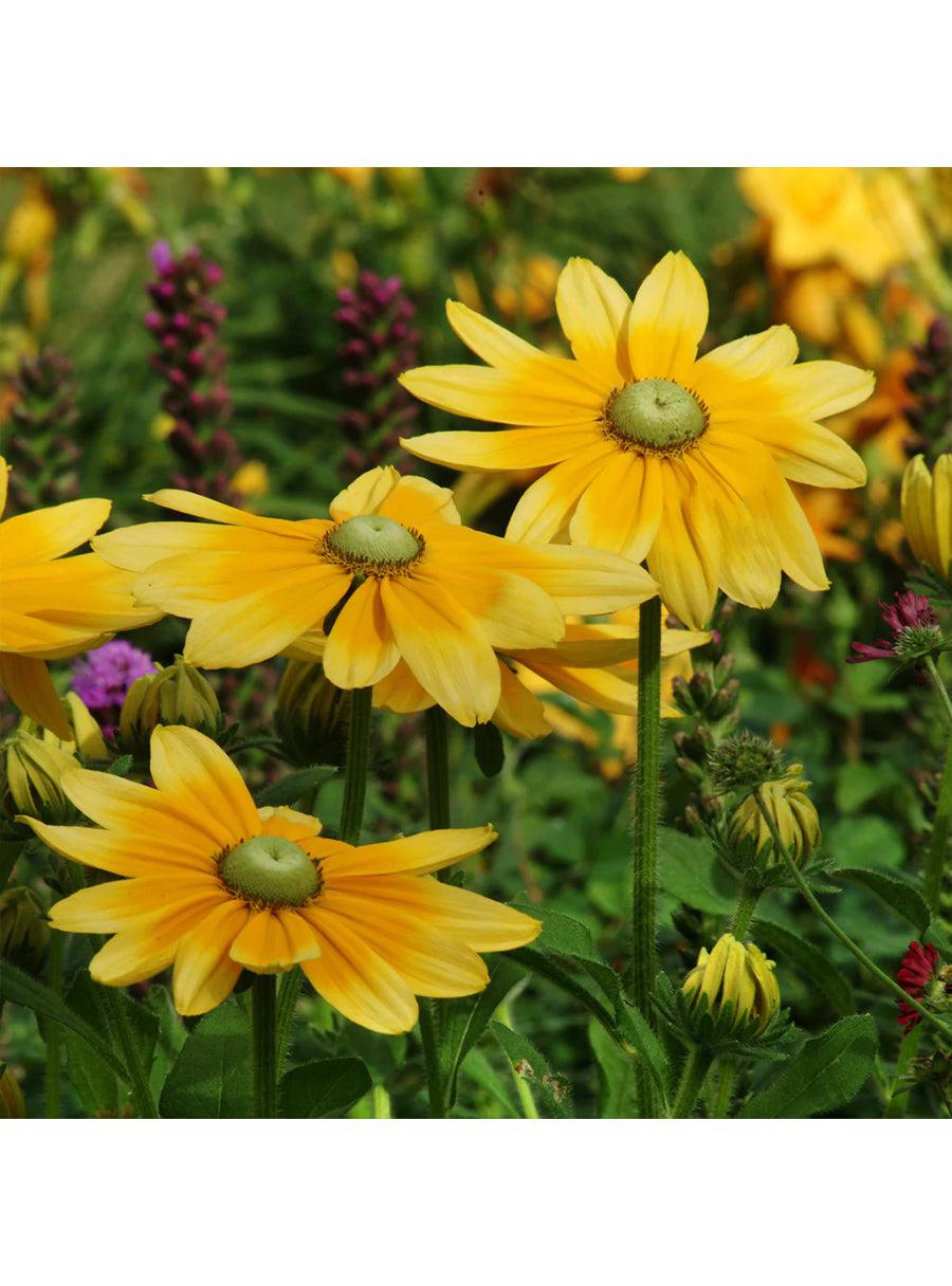 Seed Collection - Butterflies Flowers